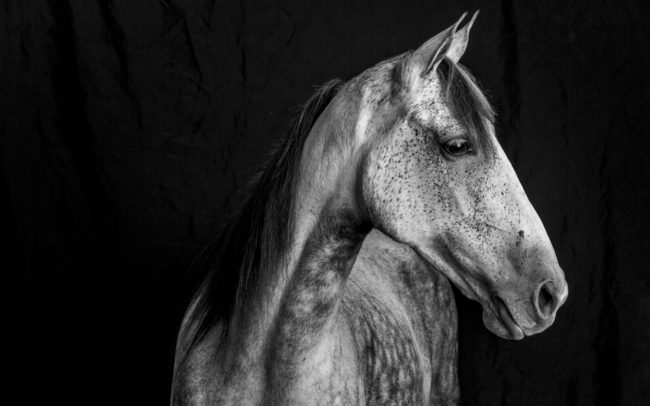 knoxville pet horse photography